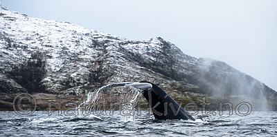 BB 15 0611 / Megaptera novaeangliae / Knølhval